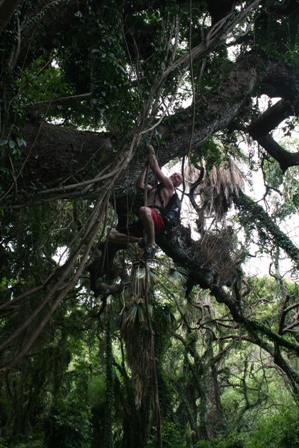Thats me climbing a vine in Maui.